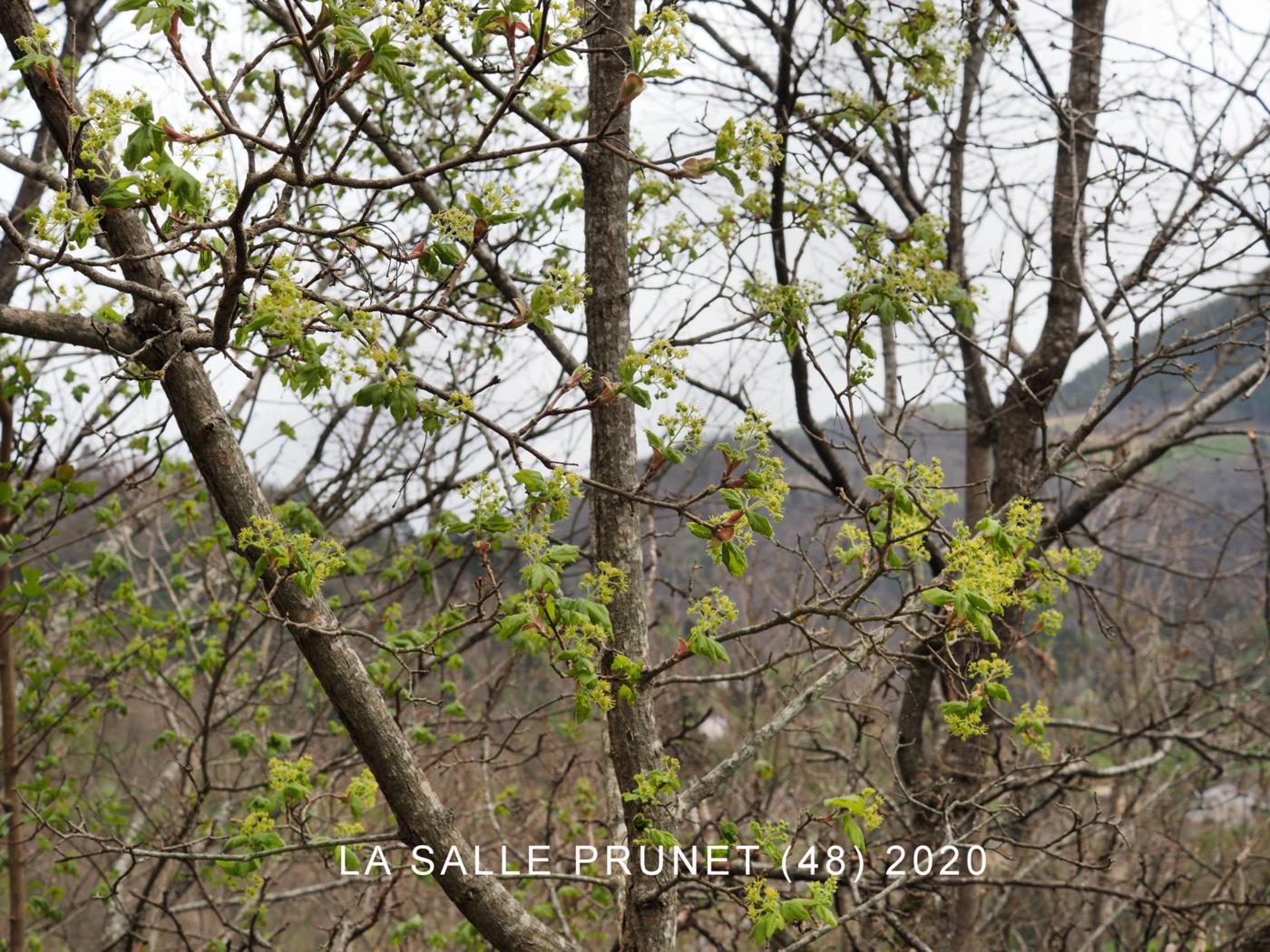 Maple, Field plant